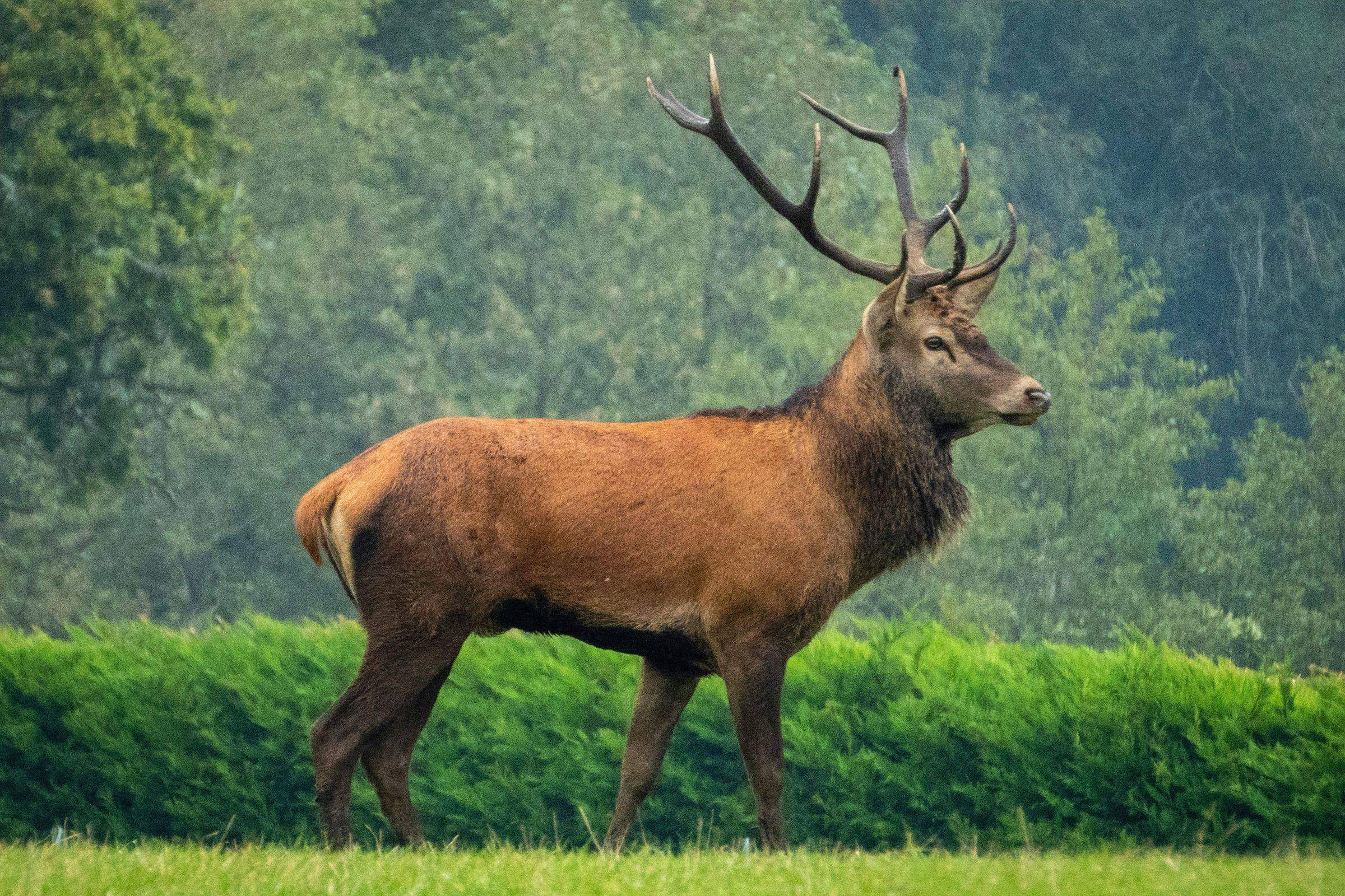 Red deer stag in open country — Western hunting terrain