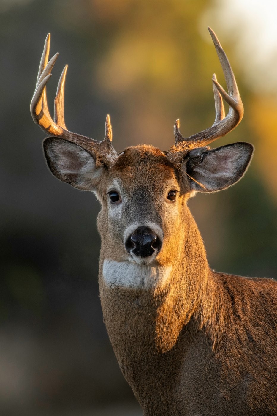 Close portrait of a buck at golden hour — Western bow hunting quarry